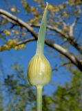 Allium cristophii