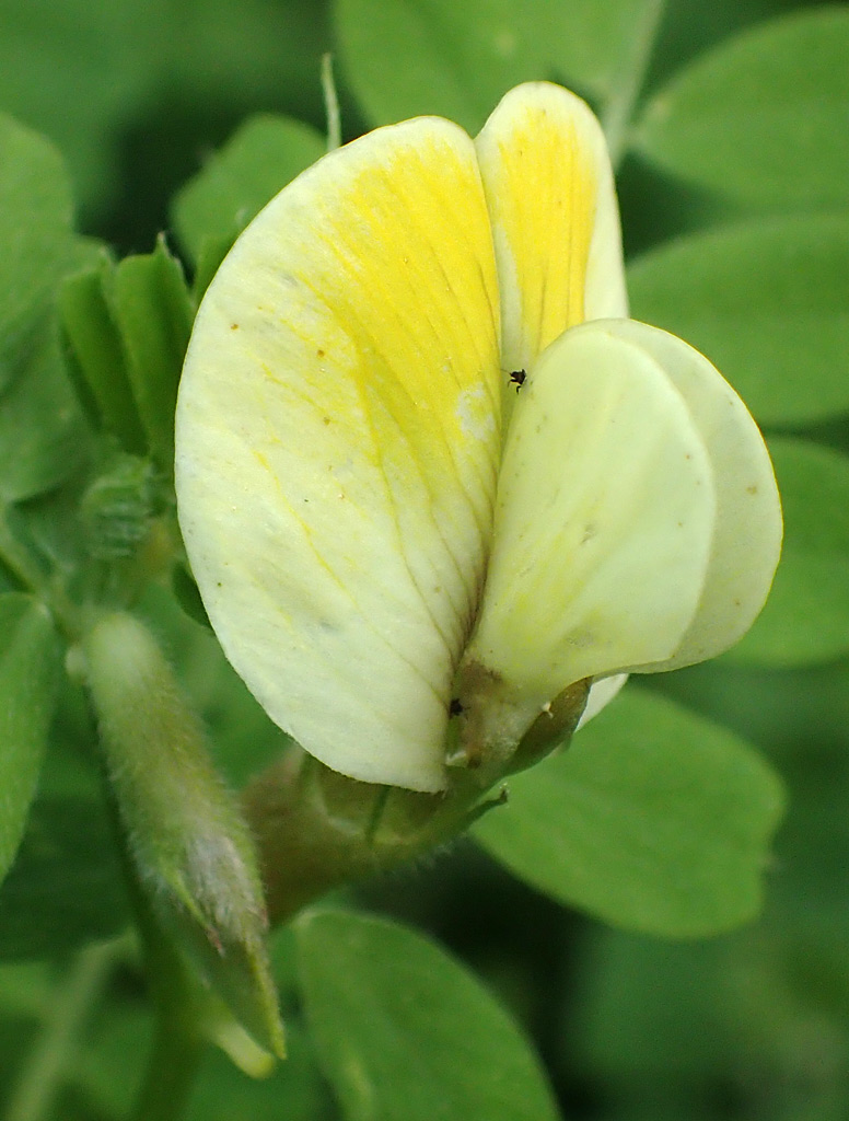 Изображение особи Vicia hybrida.