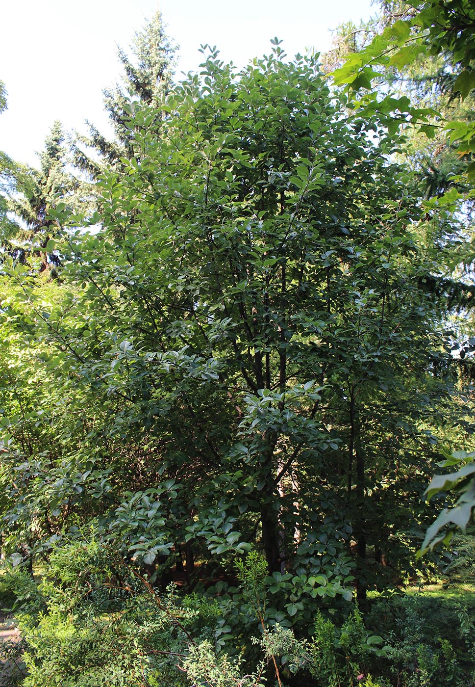 Image of Sorbus graeca specimen.