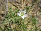 Erodium stevenii. Верхушка цветущего растения. Ставропольский край, Бешпагирские высоты. 28.05.2010.