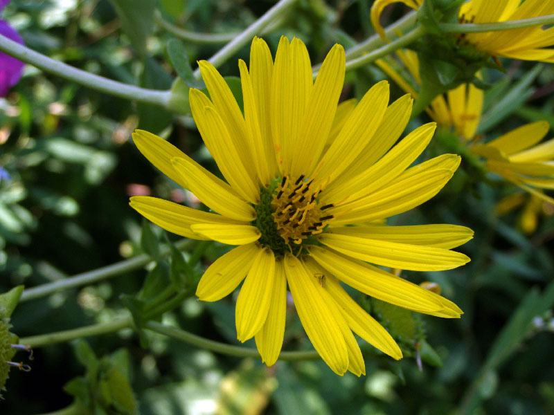 Изображение особи Silphium perfoliatum.