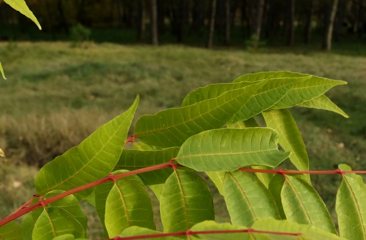 Изображение особи Toona sinensis.