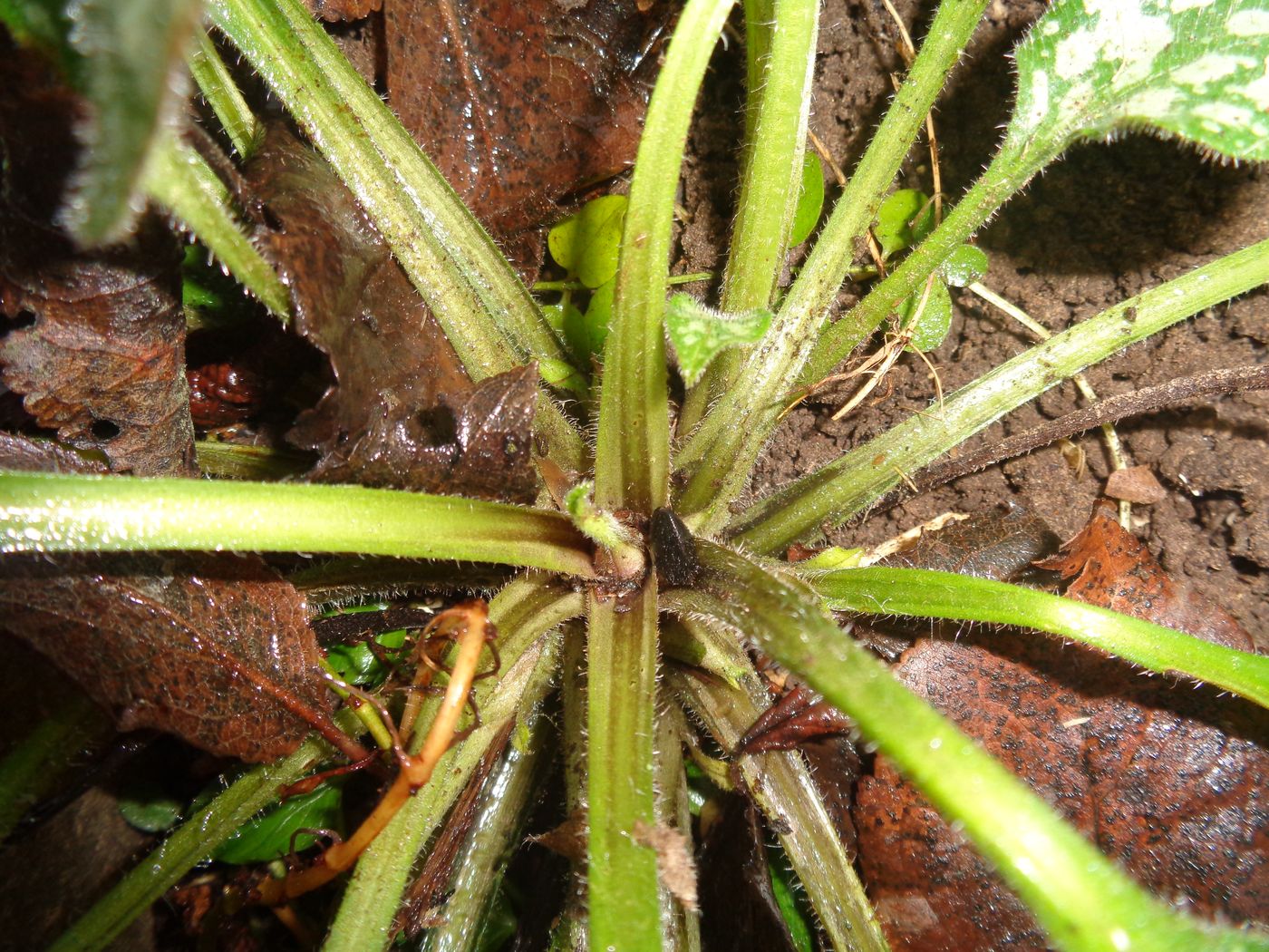 Изображение особи Pulmonaria officinalis.