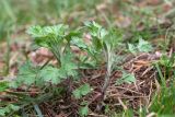 Artemisia vulgaris. Вегетирующие растения. Тверская обл., Весьегонский р-н, окр. дер. Противье, берег р. Ламь, разнотравно-злаковый луг. 09.05.2019.