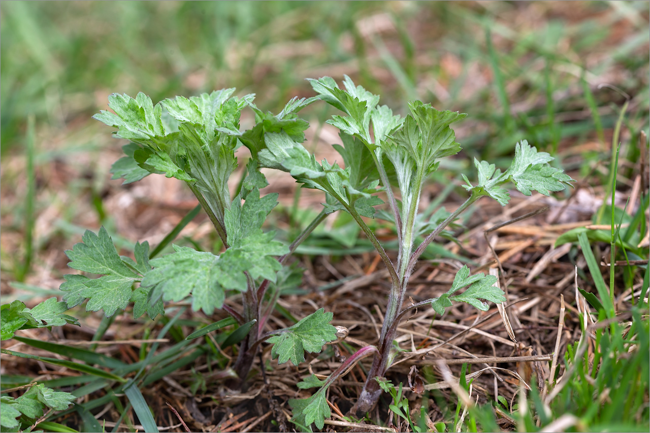 Image of Artemisia vulgaris specimen.