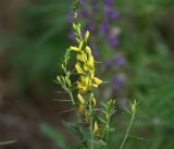 Genista tinctoria