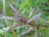 Chamaecytisus ruthenicus