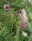 Sanguisorba tenuifolia