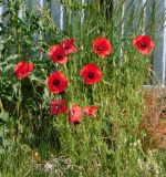 Papaver rhoeas