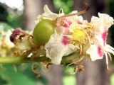 Aesculus hippocastanum. Часть соцветия с формирующимися плодами. Ульяновск, Заволжский р-н, сквер на ул. 40-летия Октября. 21.05.2021.