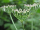 Heracleum chorodanum