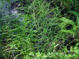 Equisetum pratense