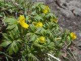 Trollius ranunculinus. Расцветающее растение на луговом склоне западной экспозиции. Северная Осетия, Ирафский р-н, левый берег реки Танадон, около 1900 м н.у.м. 03.05.2022.