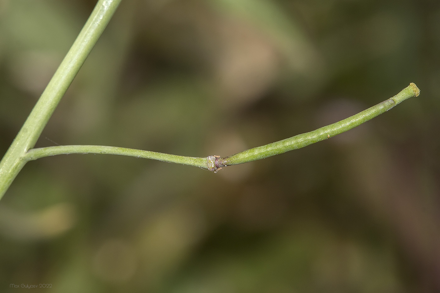 Изображение особи Diplotaxis tenuifolia.