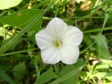 Convolvulus arvensis