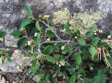 Cotoneaster melanocarpus