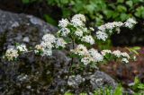 Spiraea flexuosa. Верхушка ветви с соцветиями. Красноярский край, Берёзовский р-н, национальный парк \"Красноярские Столбы\", Центральные Столбы, смешанный лес, у подножия скалы. 05.06.2022.