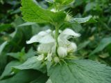 Lamium album