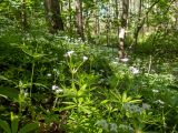 Galium odoratum. Цветущие растения. Тверская обл., Кимрский р-н, склон лесистой части дамбы Иваньковского вдхр. 08.06.2022.