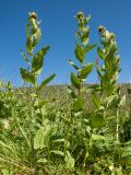 Inula grandiflora. Расцветающие растения. Адыгея, Кавказский биосферный заповедник, Абадзешский перевал, ≈ 2000 м н.у.м., субальпийский луг. 19.07.2015.