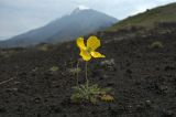 Papaver microcarpum. Цветущее растение. Камчатка, вулкан Толбачик.