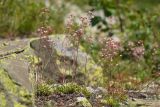 Saxifraga kolenatiana. Цветущее растение. Карачаево-Черкесия, Карачаевский р-н, Большой Кавказ, правый берег р. Кичкинекол (Узункольский), ≈ 2240 м н.у.м., частично задернованная каменная россыпь, среди камней. 21.07.2023.