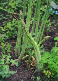 Asparagus officinalis