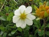 Dryas punctata