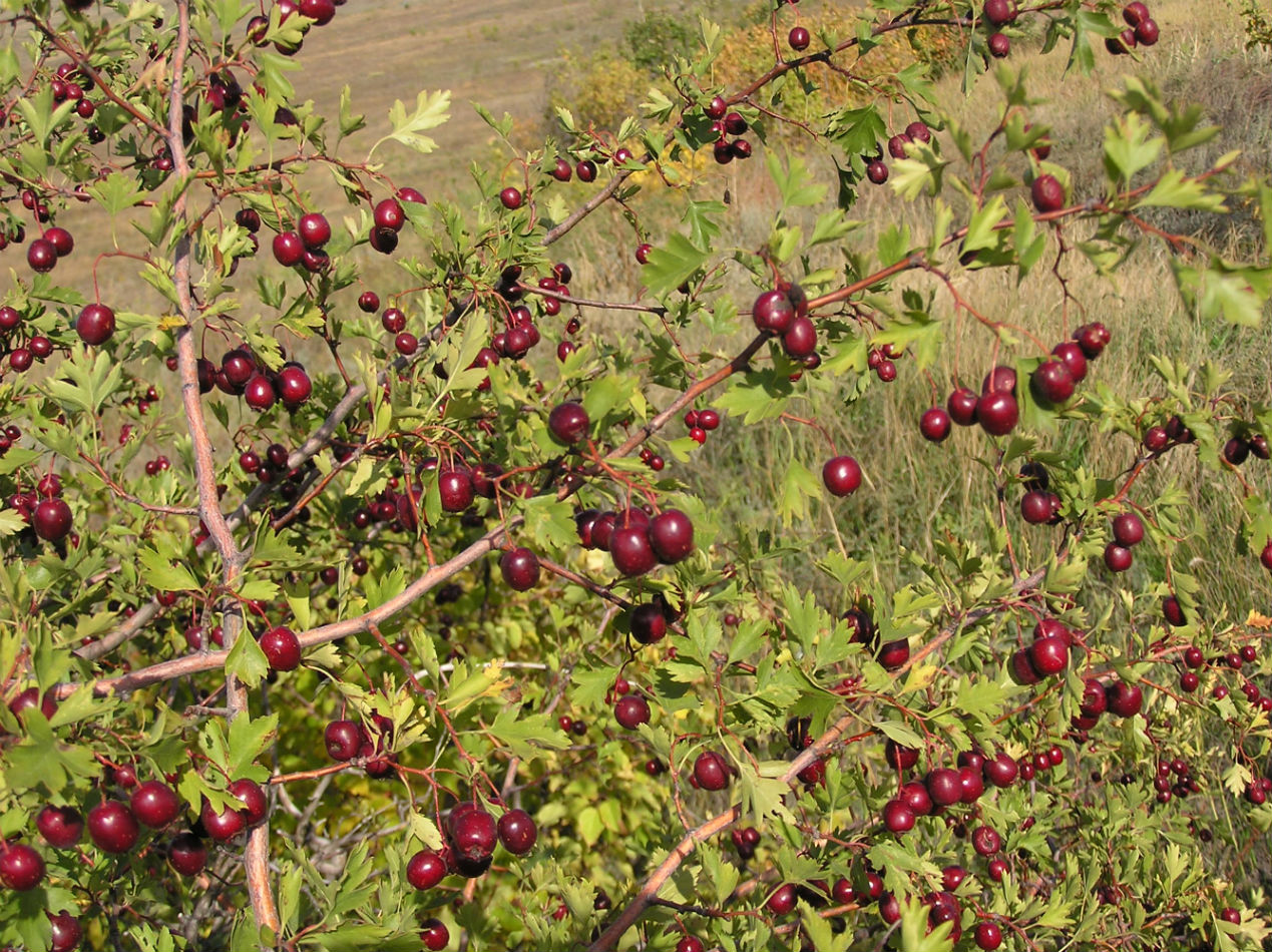 Изображение особи Crataegus ambigua.