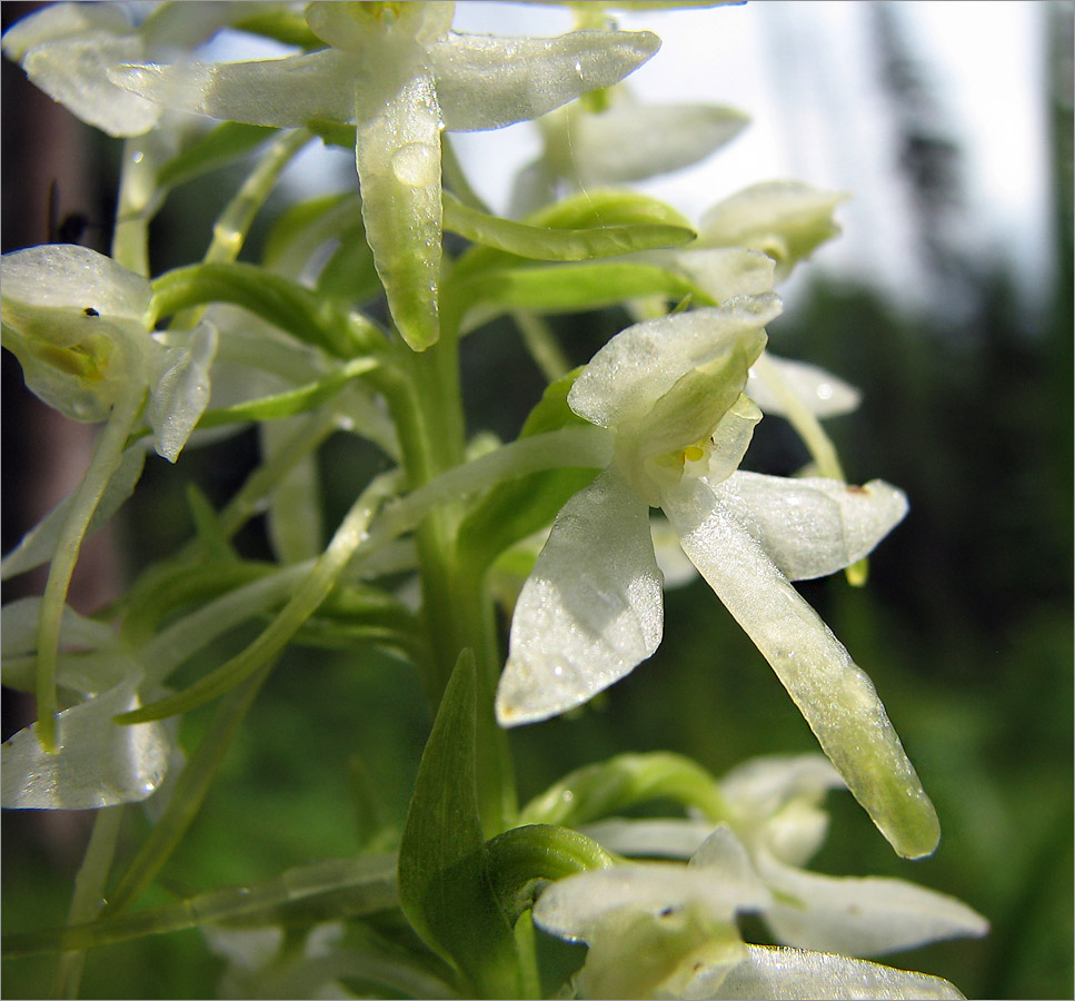 Изображение особи Platanthera bifolia.