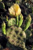 Opuntia humifusa