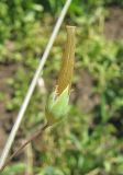 Cerastium perfoliatum. Плод. Крым, окр. Симферополя, с. Трудовое, край поля. 2 мая 2013 г.