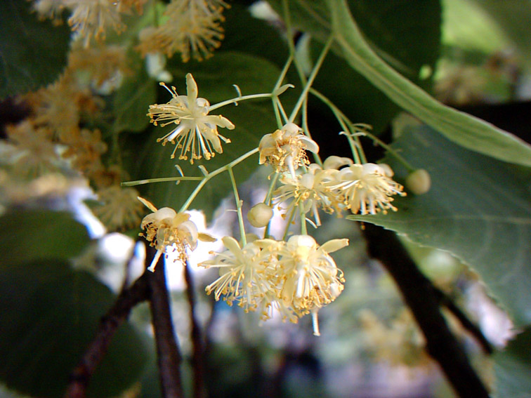 Изображение особи Tilia cordata.