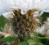 Centaurea carpatica