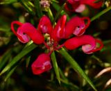 Grevillea rosmarinifolia. Соцветие. Израиль, Шарон, пос. Кфар Шмариягу, сквер, в культуре. 18.02.2014.