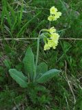 Primula poloninensis. Цветущие растения. Украина, Закарпатская обл., Раховский р-н, хр. Черногора, каменистый склон в субальпийском поясе у тающего снежника, 1900 м н.у.м. 16 июля 2007 г.