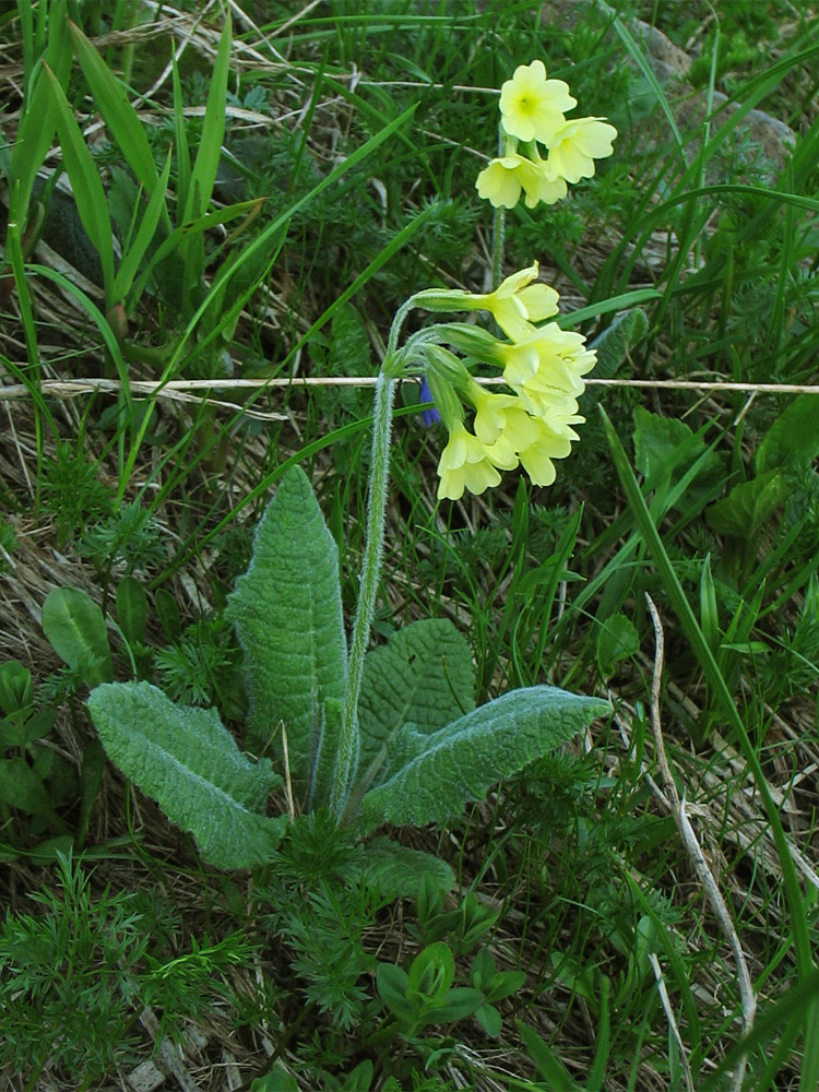 Изображение особи Primula poloninensis.