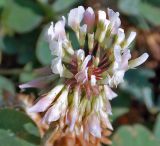 Trifolium repens