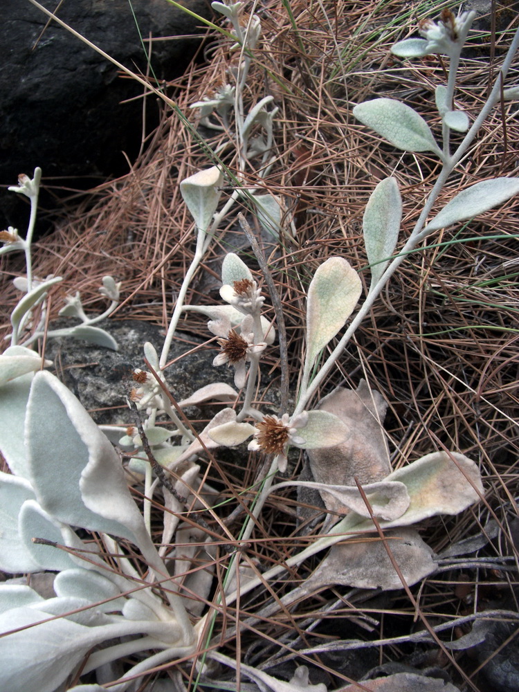 Image of Inula heterolepis specimen.