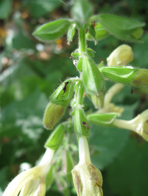 Изображение особи Salvia glutinosa.