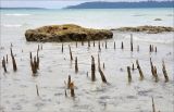 Sonneratia alba. Дыхательные корни во время отлива. Андаманские острова, остров Хейвлок. 30.12.2014.