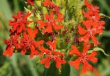 Lychnis chalcedonica