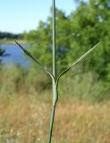 Dianthus polymorphus. Средняя часть стебля с листьями. Ростовская обл., Усть-Донецкий р-н, заказник \"Нижне-Кундрюченский\", окр. станицы Нижнекундрюченская, арена правобережья р. Северский Донец. 07.06.2015.