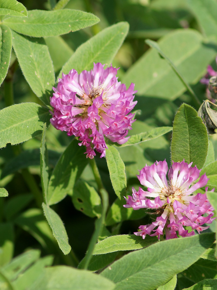 Изображение особи Trifolium medium.