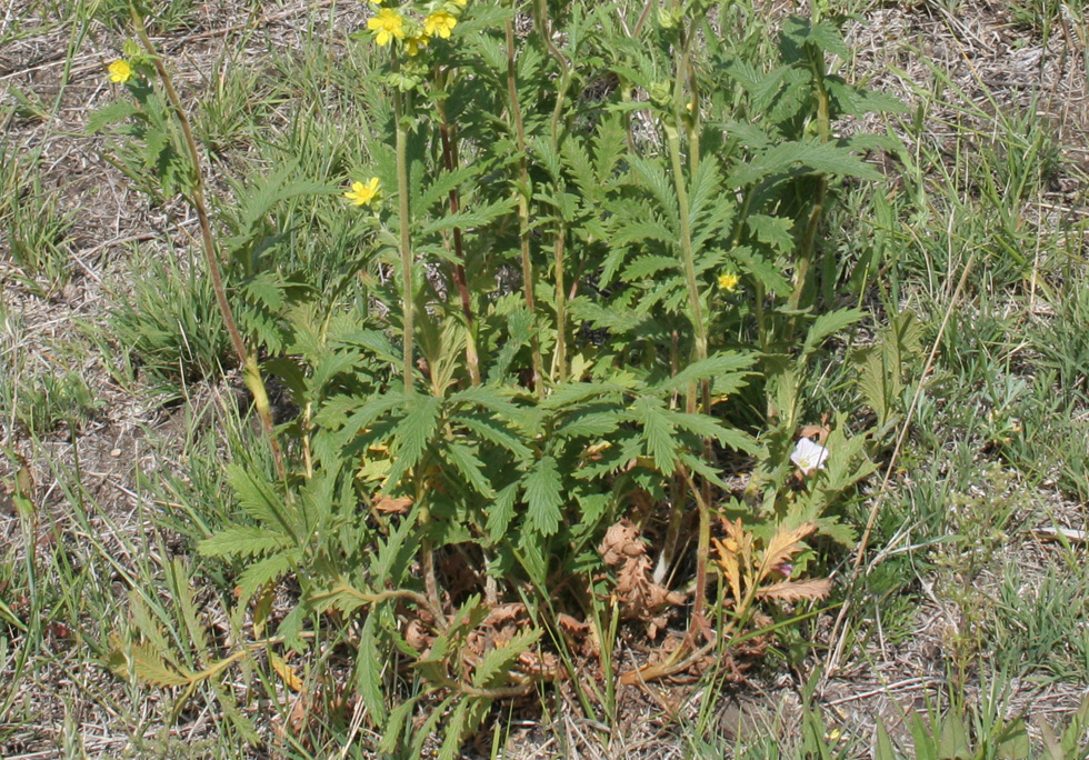 Image of Potentilla tanacetifolia specimen.