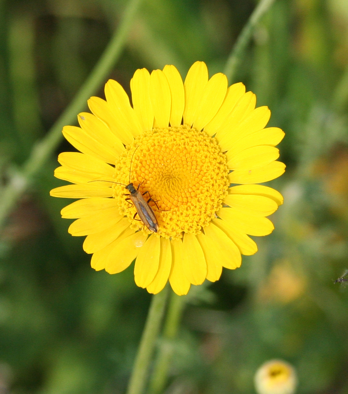 Изображение особи Anthemis tinctoria.