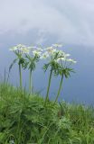 Anemonastrum fasciculatum. Цветущие растения на субальпийском лугу. Краснодарский край, м/о город-курорт Сочи, окр. с. Эстосадок, хребет Псехако, выс. ≈ 1900 м н.у.м. 8 июня 2016 г.