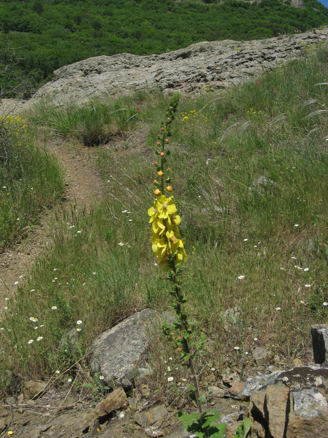 Image of Verbascum spectabile specimen.