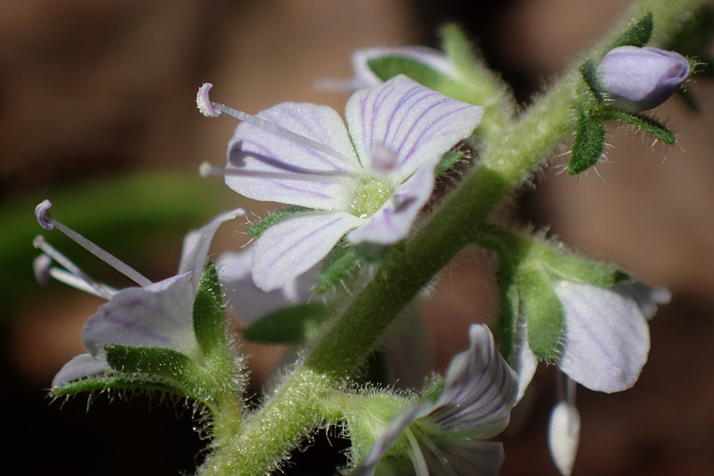 Изображение особи Veronica officinalis.