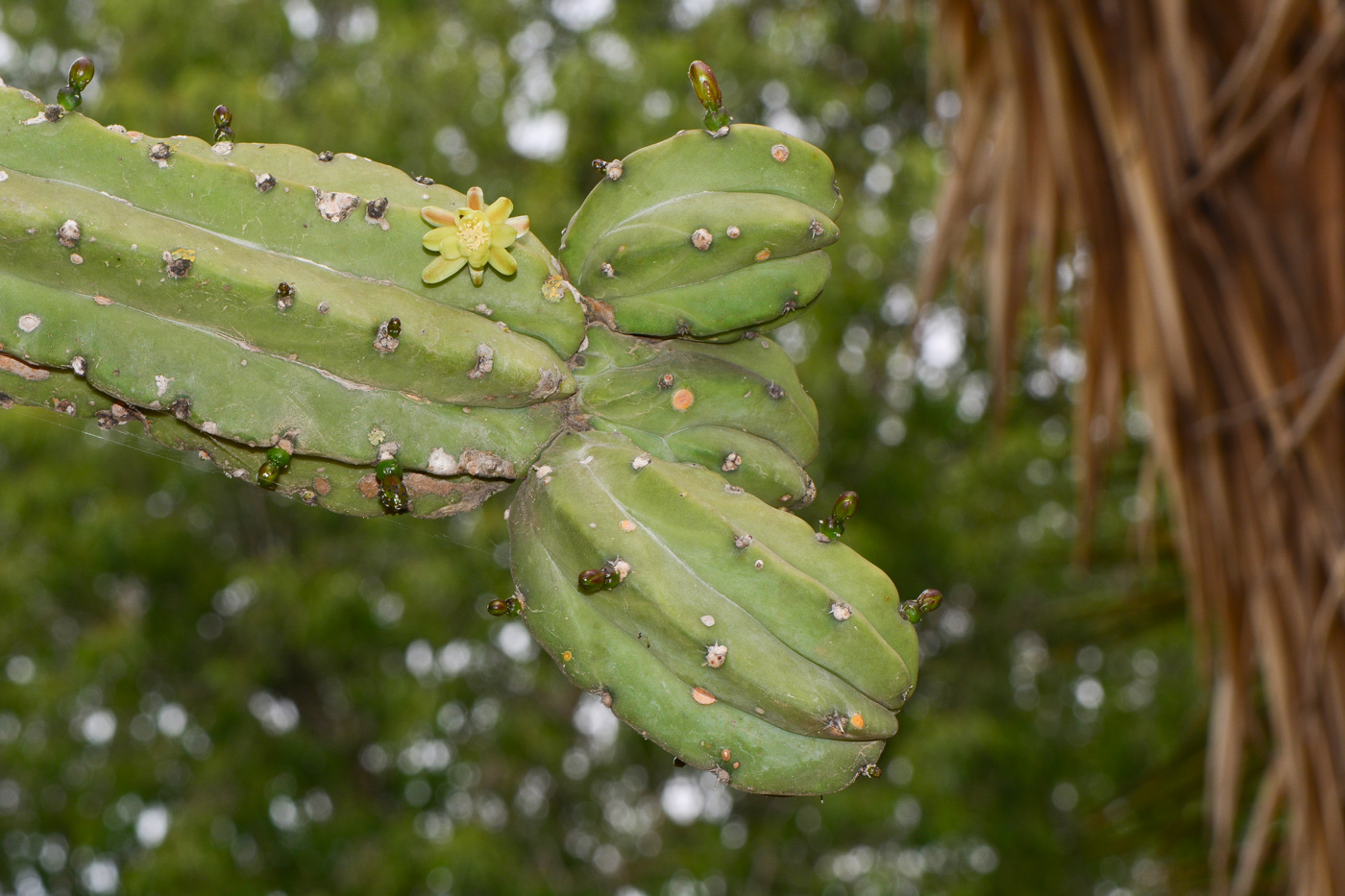 Image of Myrtillocactus geometrizans specimen.